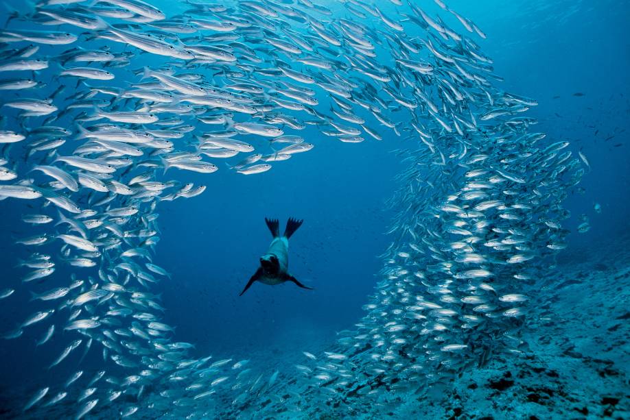 As ilhas <a href="https://beta-develop.viagemeturismo.abril.com.br/cidades/galapagos-2/">Galápagos</a>, no <a href="https://beta-develop.viagemeturismo.abril.com.br/paises/equador/">Equador</a>, não são só belas, mas ganharam notoriedade por ter servido como inspiração para Charles Darwin e sua teoria evolucionista As ilhas <a href="https://beta-develop.viagemeturismo.abril.com.br/cidades/galapagos-2/">Galápagos</a>, no <a href="https://beta-develop.viagemeturismo.abril.com.br/paises/equador/">Equador</a>, não são só belas, mas ganharam notoriedade por ter servido como inspiração para Charles Darwin e sua teoria evolucionista