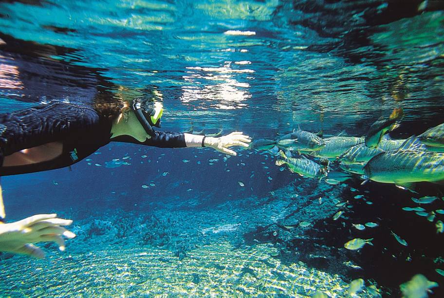 O visitante que fizer a flutuação pelo <a href="https://riodaprata.com.br/inicio" target="_blank" rel="noopener"><strong>Rio da Prata</strong></a> pode nadar ao lado de pacus, piraputangas, dourados e pintados O visitante que fizer a flutuação pelo <a href="https://riodaprata.com.br/inicio" target="_blank" rel="noopener"><strong>Rio da Prata</strong></a> pode nadar ao lado de pacus, piraputangas, dourados e pintados