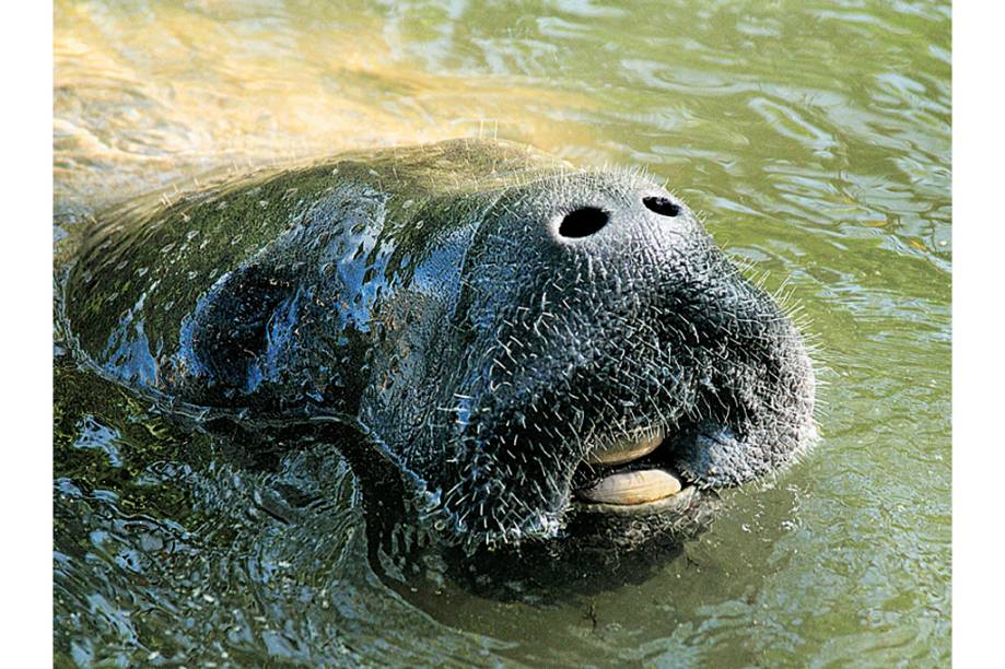 O peixe-boi de Barra de Mamanguape O peixe-boi de Barra de Mamanguape