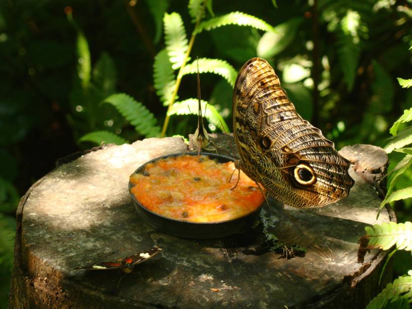 No Parque das Aves é possível percorrer os viveiros por dentro e ver mais de 900 espécies de aves. O local ainda abriga jacarés, serpentes, tartarugas e borboletas