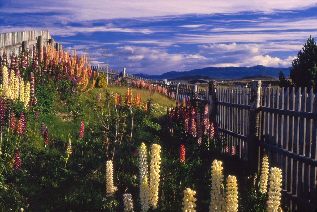 As flores de lupino foram trazidas pelos colonizadores e se adaptaram bem à região patagônica. Resistentes e coloridas, a floração ocorre na primavera e verão