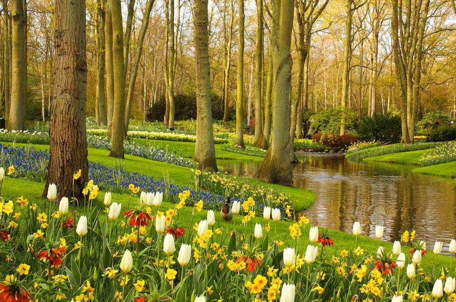 Durante a primavera no Hemisfério Norte, o <a href="https://viajeaqui.abril.com.br/estabelecimentos/holanda-amsterda-atracao-keukenhof-em-lisse" rel="Parque Keukenhof" target="_blank">Parque Keukenhof</a> fica repleto de flores e abre para visitas - milhares de pessoas viajam para Amsterdã para conhecer o imenso jardim