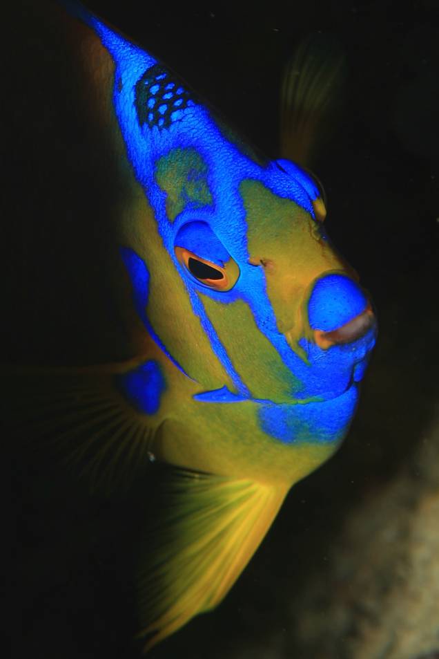 Peixe anjo na Playa Kalki, em <a href="https://viajeaqui.abril.com.br/cidades/curacao-e-bonaire-willemstad" rel="Curaçao" target="_blank"><strong>Curaçao</strong></a> Peixe anjo na Playa Kalki, em <a href="https://viajeaqui.abril.com.br/cidades/curacao-e-bonaire-willemstad" rel="Curaçao" target="_blank"><strong>Curaçao</strong></a>
