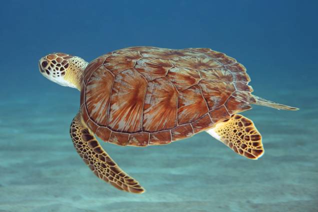 Tartaruga-verde na Playa Forti, em Westpunt, <strong><a href="https://viajeaqui.abril.com.br/cidades/curacao-e-bonaire-willemstad" rel="Curaçao" target="_blank">Curaçao</a></strong> Tartaruga-verde na Playa Forti, em Westpunt, <strong><a href="https://viajeaqui.abril.com.br/cidades/curacao-e-bonaire-willemstad" rel="Curaçao" target="_blank">Curaçao</a></strong>