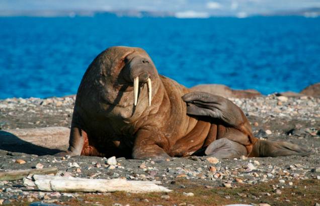 Presente nos clássicos <em>I am the Walrus</em> e <em>Come Together</em>, dos Beatles, e personagem da série do <em>Pica-Pau</em> como o mal-humorado Wally Walrus, o Leôncio, de Walter Lantz, as bonachonas morsas são um dos animais mais facilmente identificáveis na natureza. Pertencente à ordem dos pinípedes, da qual também fazem parte leões marinhos e focas, elas podem pesar mais de uma tonelada e vivem em terras junto ao Círculo Polar Ártico Presente nos clássicos <em>I am the Walrus</em> e <em>Come Together</em>, dos Beatles, e personagem da série do <em>Pica-Pau</em> como o mal-humorado Wally Walrus, o Leôncio, de Walter Lantz, as bonachonas morsas são um dos animais mais facilmente identificáveis na natureza. Pertencente à ordem dos pinípedes, da qual também fazem parte leões marinhos e focas, elas podem pesar mais de uma tonelada e vivem em terras junto ao Círculo Polar Ártico