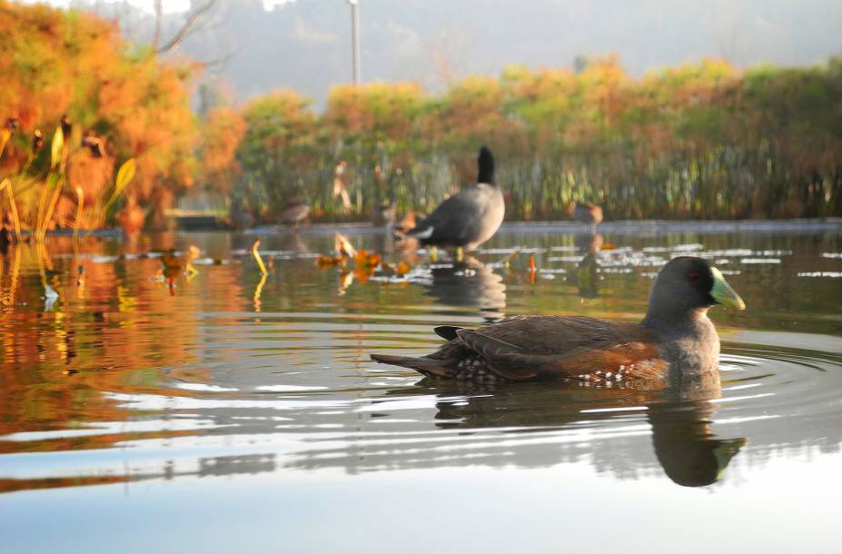 <strong>8. <a href="https://viajeaqui.abril.com.br/estabelecimentos/chile-santiago-atracao-parque-bicentenario" rel="Parque Bicentenario " target="_blank">Parque Bicentenario</a></strong>    Inaugurado em 2010, durante as celebrações dos 200 anos da proclamação da independência do Chile, o local está situado dentro do elegante bairro de Vitacura e está cercado por montanhas e imponentes prédios empresariais. Lá é possível andar de bicicleta, fazer piquenique e admirar dois lagos artificiais