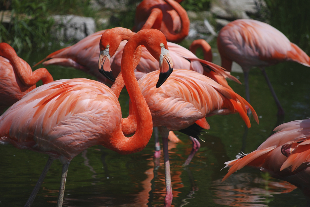 Flamingos se refrescam em lago do zoológico Jungle Island em Miami, que tem mais de mil animais, entre pássaros, crocodilos, cobras, tartarugas, macacos e tigres