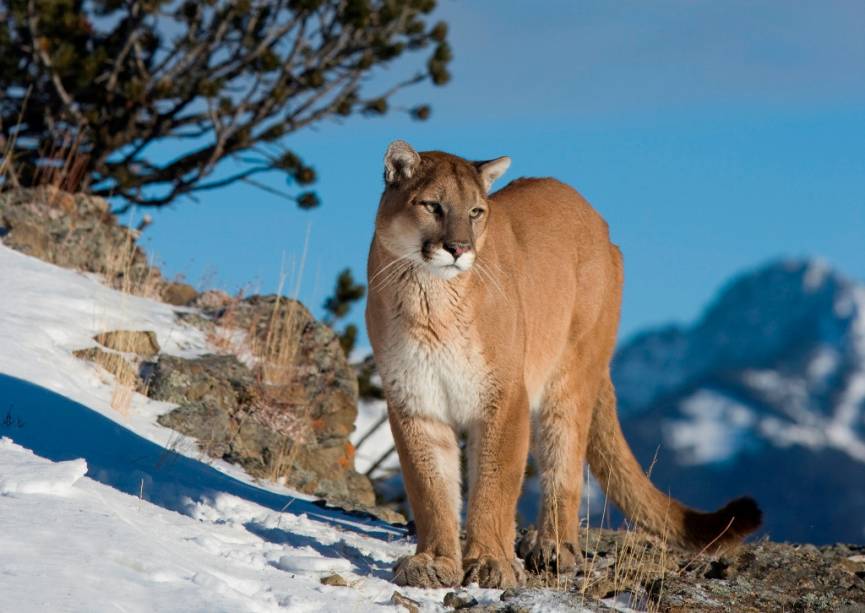 Do ágil puma dos materiais esportivos ao atrapalhado Leão da Montanha da Hanna-Barbera, passando pelo cougar que batiza modelos de carro e times esportivos, a nossa suçuarana (<em>Puma concolor</em>, também conhecida como onça-parda) é um felídeo que vive em boa parte das Américas. Das Rochosas Canadenses à Patagônia, é possível dar de cara com uma em parques urbanos de cidades como Belo Horizonte e São Paulo