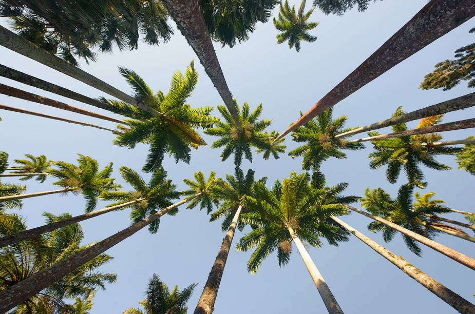 <strong>1. <a href="https://viajeaqui.abril.com.br/estabelecimentos/br-rj-rio-de-janeiro-atracao-jardim-botanico" rel="JARDIM BOTÂNICO" target="_blank">JARDIM BOTÂNICO</a></strong>Em 1809, após chegar ao <a href="https://viajeaqui.abril.com.br/paises/brasil" rel="Brasil" target="_blank">Brasil</a> fugindo da invasão napoleônica, o príncipe-regente Dom João VI plantou a primeira palmeira-imperial do país no recém-inaugurado Jardim Botânico do <a href="https://viajeaqui.abril.com.br/cidades/br-rj-rio-de-janeiro" rel="Rio de Janeiro" target="_blank">Rio de Janeiro</a>. Hoje as majestosas e compridíssimas árvores, que alcançam até 50 metros, ladeiam uma das aleias e são um símbolo do parque (outro são as vitórias-régias na superfície do lago). Aproveite o microclima ameno e passeie sem pressa apreciando as espécies botânicas e alguns macaquinhos ocasionais.<em>Rua Jardim Botânico, 920/1008 (Jardim Botânico), 3874-1808, R$ 10</em>