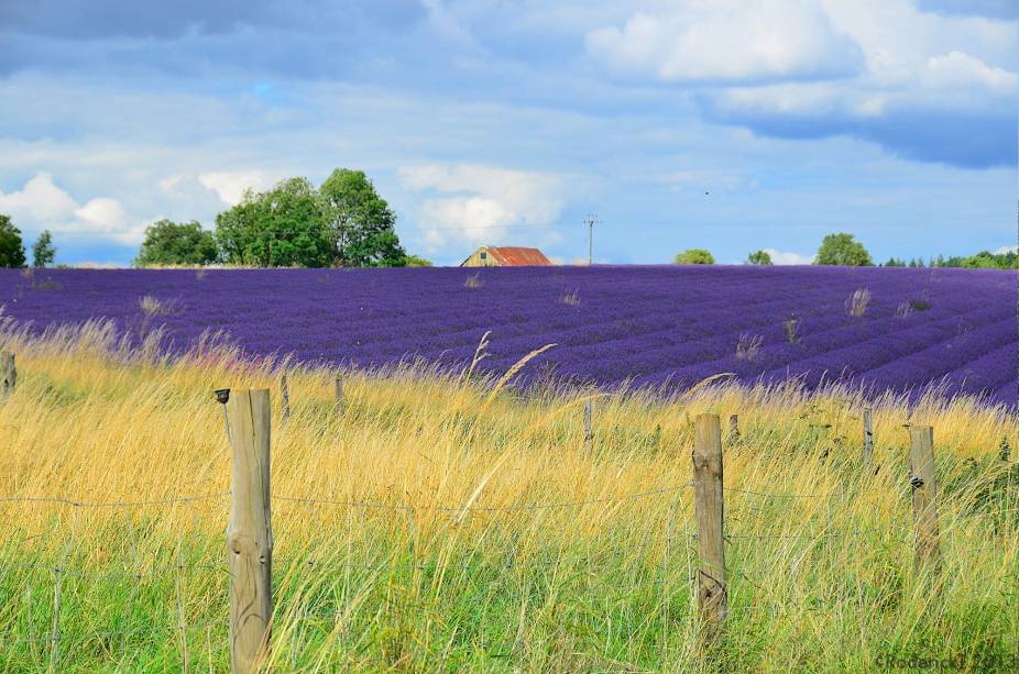 Não é só a região de <a href="https://viajeaqui.abril.com.br/cidades/franca-aixenprovence" rel="Provence" target="_blank">Provence</a>, na <a href="https://viajeaqui.abril.com.br/paises/franca" rel="França" target="_blank">França</a>, que ostenta campos de lavanda. Costwolds também