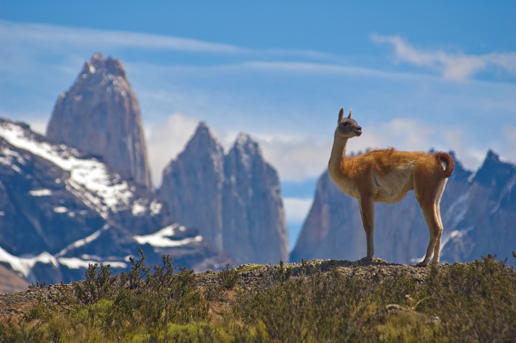 Os guanacos são camelídeos onipresentes na paisagem patagônica. Parentes das alpacas e lhamas, eles podem ser vistos em grandes manadas em regiões áridas e montanhosas da Bolívia, Peru, Argentina e Chile