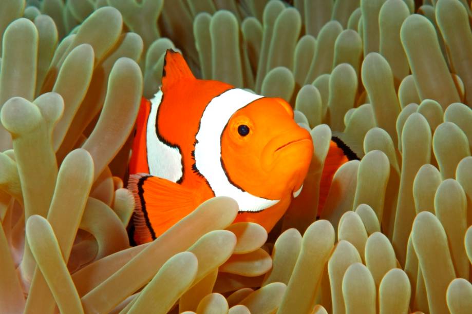 Ele sempre foi um dos mais simpáticos habitantes dos recifes de coral mundo afora, mas o filme <em>Procurando Nemo </em>levou a popularidade do peixe-palhaço (gênero <em>Amphiprion</em>) a níveis de pop-star. São dezenas de espécies diferentes, com exemplares negros e outros rosas, além do conhecido laranja e branco, vivendo entre anêmonas de lugares tão distintos como as ilhas Maldivas, Japão, Taiwan, Indonésia, Egito e Austrália.