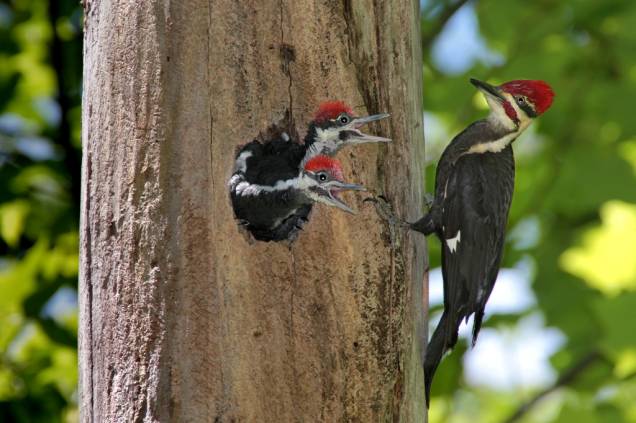 Um dos animais mais internacionais do planeta, o pica-pau (família Picidae) pode ser encontrado praticamente em todos os continentes da terra, nos mais diferentes climas. As exceções são as regiões polares, Madagascar e a <a href="https://viajeaqui.abril.com.br/paises/australia" rel="Austrália" target="_blank">Austrália</a>, além de algumas outras ilhas isoladas. O incessante (e para ele, irritante) batido na madeira de um exemplar teria inspirado o cartunista Walter Lantz a criar seu famoso personagem, o Pica-Pau (Woody Woodpecker), em 1940. Um dos animais mais internacionais do planeta, o pica-pau (família Picidae) pode ser encontrado praticamente em todos os continentes da terra, nos mais diferentes climas. As exceções são as regiões polares, Madagascar e a <a href="https://viajeaqui.abril.com.br/paises/australia" rel="Austrália" target="_blank">Austrália</a>, além de algumas outras ilhas isoladas. O incessante (e para ele, irritante) batido na madeira de um exemplar teria inspirado o cartunista Walter Lantz a criar seu famoso personagem, o Pica-Pau (Woody Woodpecker), em 1940.