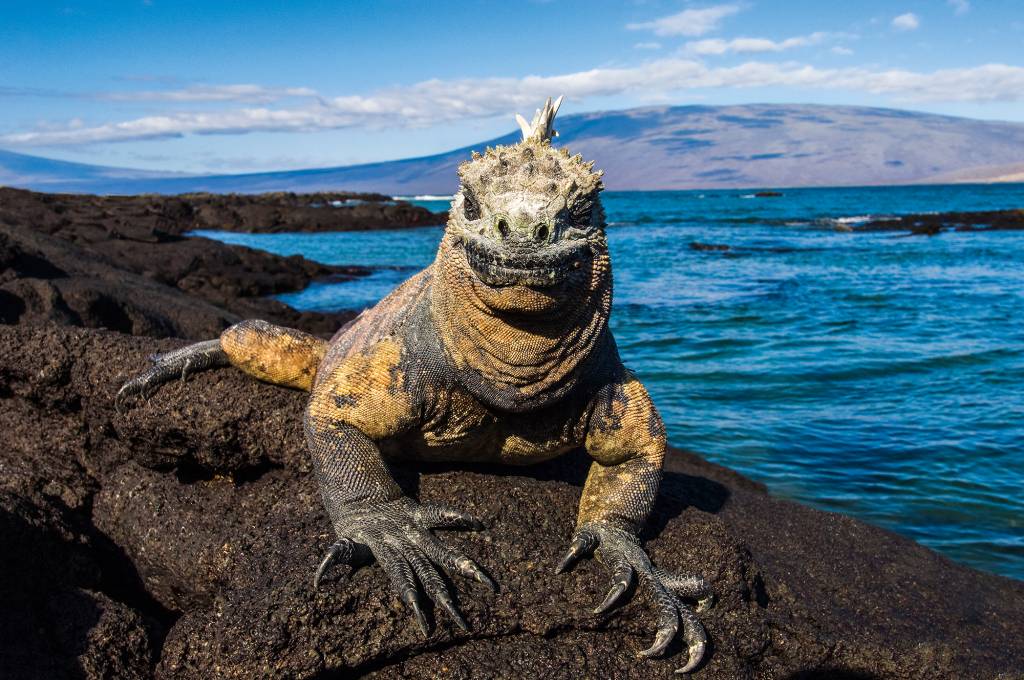 Iguana-marinho, em Galápagos, Equador Iguana-marinho, em Galápagos, Equador