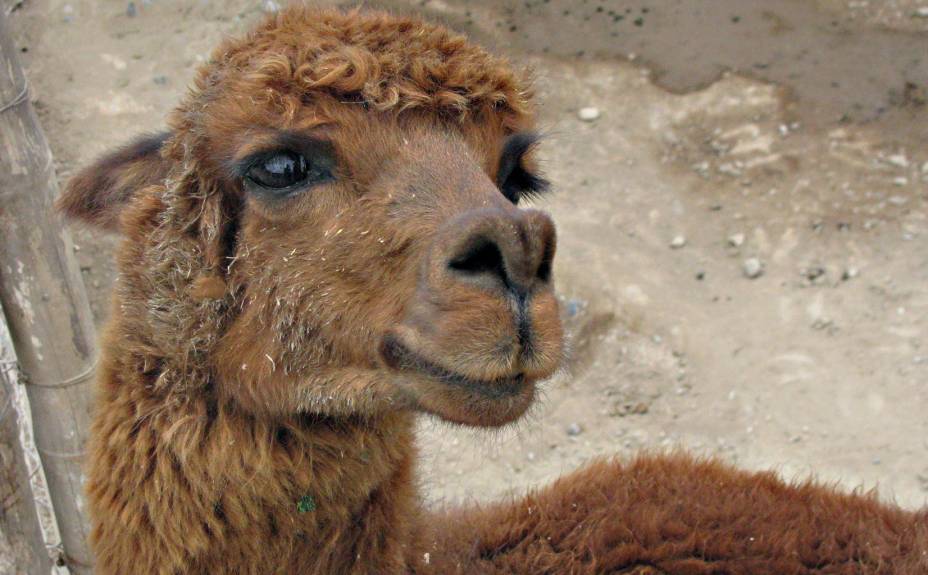 A simpática alpaca vive na Huaca Pucllana e está acostumada ao assédio das máquinas fotográficas dos turistas