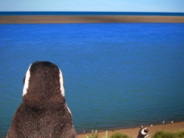 Pinguim-de-magalhães (<em>Spheniscus magellanicus</em>) na Peninsula Valdés, Patagônia Argentina Pinguim-de-magalhães (<em>Spheniscus magellanicus</em>) na Peninsula Valdés, Patagônia Argentina