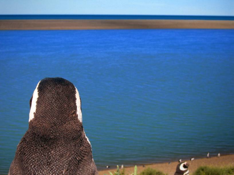 Pinguim-de-magalh&atilde;es (<em>Spheniscus magellanicus</em>) na Peninsula Vald&eacute;s, Patag&ocirc;nia Argentina