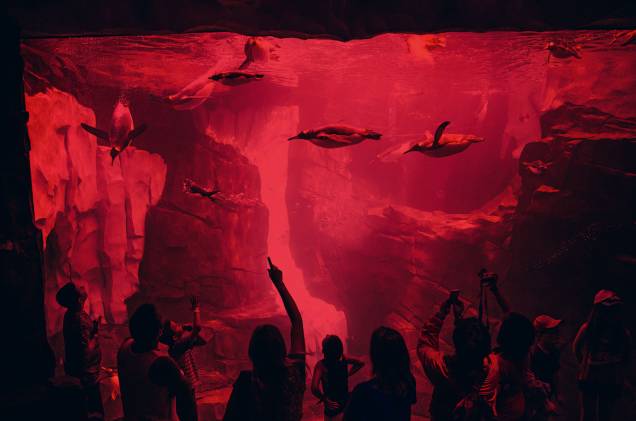 Antarctica, no SeaWorld Antarctica, no SeaWorld