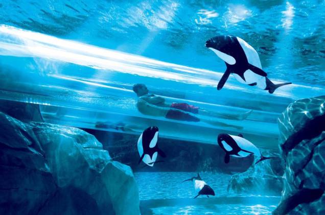 <strong>9. <a href="https://viajeaqui.abril.com.br/estabelecimentos/estados-unidos-orlando-atracao-aquatica" rel="Aquatica (SeaWorld) - Orlando, Florida" target="_blank">Aquatica (SeaWorld) - Orlando, Florida</a></strong> <strong>9. <a href="https://viajeaqui.abril.com.br/estabelecimentos/estados-unidos-orlando-atracao-aquatica" rel="Aquatica (SeaWorld) - Orlando, Florida" target="_blank">Aquatica (SeaWorld) - Orlando, Florida</a></strong>