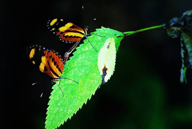 <a href="https://viajeaqui.abril.com.br/national-geographic/blog/curiosidade-animal/borboletas-pousam-em-voce-com-um-unico-objetivo-sexo/" rel="Borboletas" target="_blank">Borboletas</a> durante o acasalamento <a href="https://viajeaqui.abril.com.br/national-geographic/blog/curiosidade-animal/borboletas-pousam-em-voce-com-um-unico-objetivo-sexo/" rel="Borboletas" target="_blank">Borboletas</a> durante o acasalamento