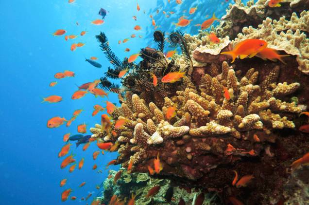 <a href="https://viajeaqui.abril.com.br/paises/australia" rel="Austrália" target="_blank"><strong>Austrália</strong></a>O país é conhecido por abrigar belas praias da <a href="https://viajeaqui.abril.com.br/continentes/oceania" rel="Oceania" target="_blank">Oceania</a> e ser point de surfistas do mundo todo. A <a href="https://viajeaqui.abril.com.br/paises/australia" rel="Austrália" target="_blank">Austrália</a>, porém, tem também muito a oferecer aos mergulhadores. É lá onde está localizado o mais longo recife do mundo – com cerca de 2 mil quilômetros de extensão -, chamado de <a href="https://viajeaqui.abril.com.br/estabelecimentos/australia-cairns-atracao-grande-barreira-de-coral" rel="Grande Barreira de Corais" target="_blank">Grande Barreira de Corais</a> (foto). Ali há no mínimo 2,8 mil tipos diferentes de corais, com cores variadas, além de uma riquíssima vida marinha. Polvos, lulas, peixes e tubarões fazem parte da fauna que o mergulhador encontra por lá. É possível praticar snorkel e ter visibilidade quase tão boa quanto a de um mergulhador com cilindro. Passeios ainda disponibilizam exploração por caminhada subaquática, em que o turista usa uma espécie de capacete para respirar sob a água; submarino; e o próprio mergulho com cilindros. A temperatura da água é de, em média, 25°C e entre os meses de abril e novembro está o melhor período para mergulhar na <a href="https://viajeaqui.abril.com.br/paises/australia" rel="Austrália" target="_blank">Austrália</a>. A língua oficial do país é o inglês e a moeda é o dólar australiano. <a href="https://viajeaqui.abril.com.br/paises/australia" rel="Austrália" target="_blank"><strong>Austrália</strong></a>O país é conhecido por abrigar belas praias da <a href="https://viajeaqui.abril.com.br/continentes/oceania" rel="Oceania" target="_blank">Oceania</a> e ser point de surfistas do mundo todo. A <a href="https://viajeaqui.abril.com.br/paises/australia" rel="Austrália" target="_blank">Austrália</a>, porém, tem também muito a oferecer aos mergulhadores. É lá onde está localizado o mais longo recife do mundo – com cerca de 2 mil quilômetros de extensão -, chamado de <a href="https://viajeaqui.abril.com.br/estabelecimentos/australia-cairns-atracao-grande-barreira-de-coral" rel="Grande Barreira de Corais" target="_blank">Grande Barreira de Corais</a> (foto). Ali há no mínimo 2,8 mil tipos diferentes de corais, com cores variadas, além de uma riquíssima vida marinha. Polvos, lulas, peixes e tubarões fazem parte da fauna que o mergulhador encontra por lá. É possível praticar snorkel e ter visibilidade quase tão boa quanto a de um mergulhador com cilindro. Passeios ainda disponibilizam exploração por caminhada subaquática, em que o turista usa uma espécie de capacete para respirar sob a água; submarino; e o próprio mergulho com cilindros. A temperatura da água é de, em média, 25°C e entre os meses de abril e novembro está o melhor período para mergulhar na <a href="https://viajeaqui.abril.com.br/paises/australia" rel="Austrália" target="_blank">Austrália</a>. A língua oficial do país é o inglês e a moeda é o dólar australiano.