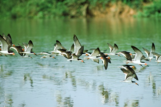 <strong>Pantanal (MT/MS)</strong> As mais de 650 espécies de aves catalogadas na região são apenas um dos motivos para conhecer o Pantanal. Pesca, safári fotográfico e focagem noturna de animais estão entre os programas mais procurados.<a href="https://www.booking.com/searchresults.pt-br.html?aid=332455&sid=605c56653290b80351df808102ac423d&sb=1&src=searchresults&src_elem=sb&error_url=https%3A%2F%2Fwww.booking.com%2Fsearchresults.pt-br.html%3Faid%3D332455%3Bsid%3D605c56653290b80351df808102ac423d%3Bcity%3D900040389%3Bclass_interval%3D1%3Bdest_id%3D-657494%3Bdest_type%3Dcity%3Bdtdisc%3D0%3Bfrom_sf%3D1%3Bgroup_adults%3D2%3Bgroup_children%3D0%3Binac%3D0%3Bindex_postcard%3D0%3Blabel_click%3Dundef%3Bno_rooms%3D1%3Boffset%3D0%3Bpostcard%3D0%3Braw_dest_type%3Dcity%3Broom1%3DA%252CA%3Bsb_price_type%3Dtotal%3Bsearch_selected%3D1%3Bsrc%3Dsearchresults%3Bsrc_elem%3Dsb%3Bss%3DNovo%2520Air%25C3%2583%25C2%25A3o%252C%2520Amazonas%252C%2520Brasil%3Bss_all%3D0%3Bss_raw%3DNovo%2520Air%25C3%25A3o%3Bssb%3Dempty%3Bsshis%3D0%3Bssne_untouched%3DMorro%2520de%2520S%25C3%25A3o%2520Paulo%26%3B&ss=Pantanal%2C+Brasil&ssne=Novo+Air%C3%A3o&ssne_untouched=Novo+Air%C3%A3o&city=-657494&checkin_monthday=&checkin_month=&checkin_year=&checkout_monthday=&checkout_month=&checkout_year=&group_adults=2&group_children=0&no_rooms=1&from_sf=1&ss_raw=Pantanal&ac_position=0&ac_langcode=xb&dest_id=4241&dest_type=region&place_id_lat=-20.038509&place_id_lon=-56.5315&search_pageview_id=d5297a80deed00ac&search_selected=true&search_pageview_id=d5297a80deed00ac&ac_suggestion_list_length=5&ac_suggestion_theme_list_length=0" target="_blank" rel="noopener"> <em>Busque hospedagens no Pantanal</em></a>