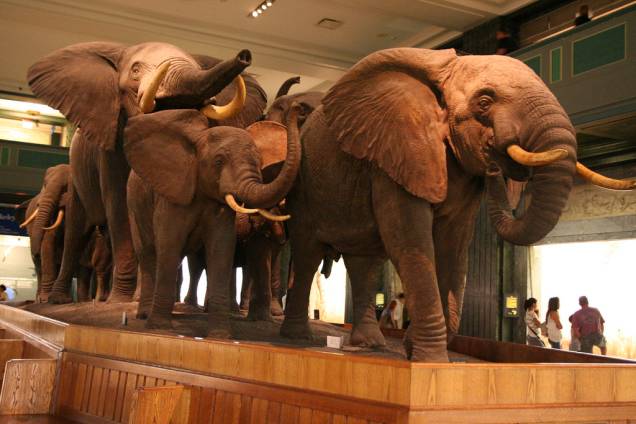 Elefantes expostos no American Natural History Museum Elefantes expostos no American Natural History Museum