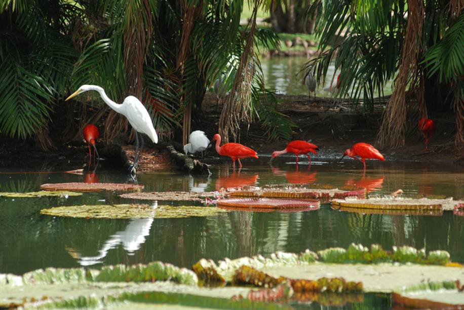 Garças e guarás no <a href="https://viajeaqui.abril.com.br/estabelecimentos/br-pa-belem-atracao-mangal-das-garcas" rel="Mangal das Garças" target="_blank">Mangal das Garças</a>, com 40mil m² de área à beira do Rio Guamá