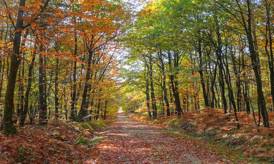 Com seus bosques de carvalho, coníferas e faias, a floresta Bercé, no <a href="https://viajeaqui.abril.com.br/cidades/franca-vale-do-loire" rel="Vale do Loire" target="_blank">Vale do Loire</a>, é considerada uma das mais bonitas da <a href="https://viajeaqui.abril.com.br/paises/franca" rel="França" target="_blank">França</a><a href="https://viajeaqui.abril.com.br/materias/florestas-encantadas-pelo-mundo" rel="+ Fotos: 36 florestas encantadas pelo mundo" target="_blank"><strong>+ Fotos: 36 florestas encantadas pelo mundo</strong></a>