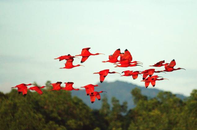 <em>Birdwatching </em>é uma atividade comum na ilha de Trinidad. <em>Birdwatching </em>é uma atividade comum na ilha de Trinidad.