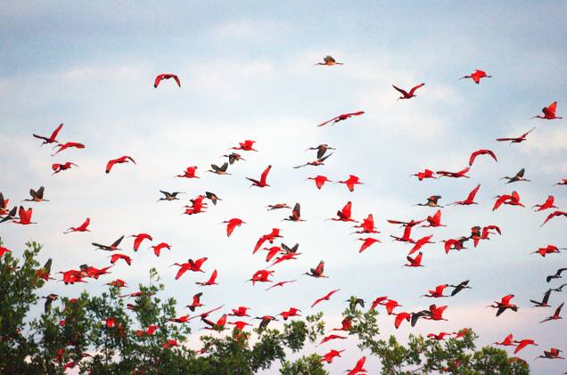<em>Birdwatching</em> em Trinidad <em>Birdwatching</em> em Trinidad