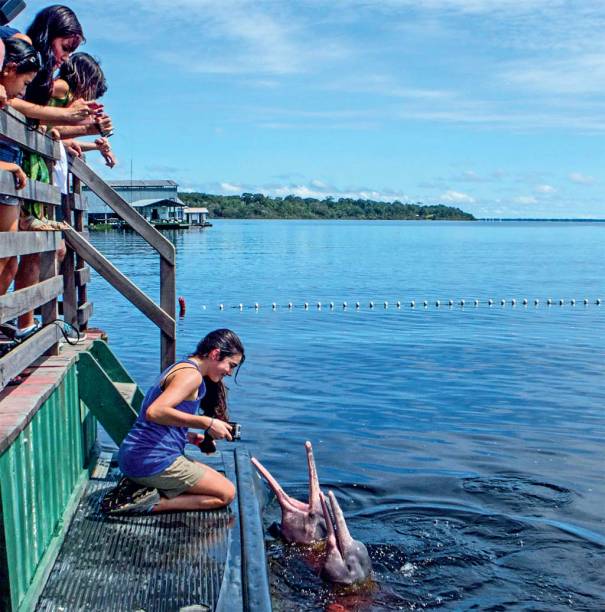 Os botos de Novo Airão dariam bons personagens de livro Os botos de Novo Airão dariam bons personagens de livro