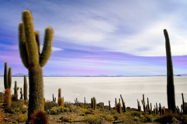 <strong>Salar de Uyuni, Bolívia</strong> Fica no altiplano da <strong><a href="https://viajeaqui.abril.com.br/paises/bolivia" rel="Bolívia" target="_blank">Bolívia</a></strong> e é daquelas paisagens ditas surreais. O maior deserto de sal do mundo esparrama-se a perder de vista em um lugar a 3.650 metros sobre o nível do mar e cobre uma área de aproximadamente 12 mil quilômetros quadrados. A região mais visitada pelos turistas chama-se Isla del Pescado, pontuada por cactos que alcançam 10 metros de altura <strong>Salar de Uyuni, Bolívia</strong> Fica no altiplano da <strong><a href="https://viajeaqui.abril.com.br/paises/bolivia" rel="Bolívia" target="_blank">Bolívia</a></strong> e é daquelas paisagens ditas surreais. O maior deserto de sal do mundo esparrama-se a perder de vista em um lugar a 3.650 metros sobre o nível do mar e cobre uma área de aproximadamente 12 mil quilômetros quadrados. A região mais visitada pelos turistas chama-se Isla del Pescado, pontuada por cactos que alcançam 10 metros de altura