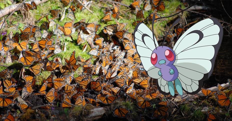 <strong>BUTTERFREE: FLORESTAS OYAMEL (<a href="https://viajeaqui.abril.com.br/paises/mexico" rel="MÉXICO">MÉXICO</a>)</strong>Um dos episódios mais sentimentais de Pokémon é o que o treinador Ash se despede da Butterfree, que parte junto a outras de sua espécie para se reproduzirem. Uma situação parecida acontece na vida real todos os anos: a migração das borboletas monarcas. Quando o clima começa a esfriar, as laranjinhas partem do Parque Nacional das Montanhas Rochosas, na divisa entre o norte dos Estados Unidos e o sul do Canadá, e voam cerca de 50 quilômetros por dia rumo às florestas de Oyamel, no México, onde ficam até meados de março. Será que as Butterfrees fariam o mesmo percurso?