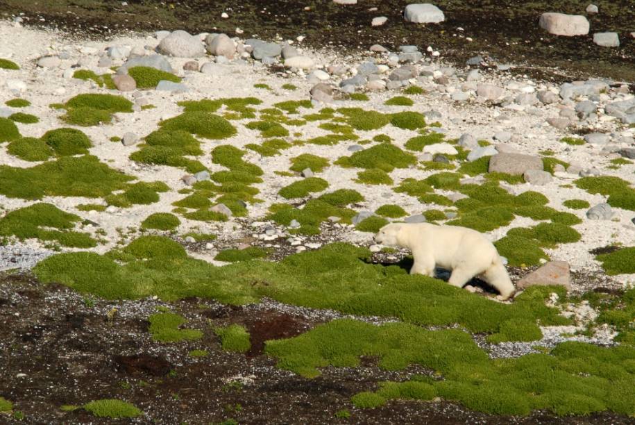 Urso Polar em Churchill, Manitoba