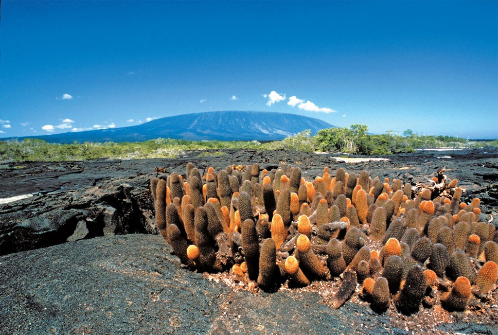 Cactos evolu&iacute;dos no Arquip&eacute;lago de Gal&aacute;pagos