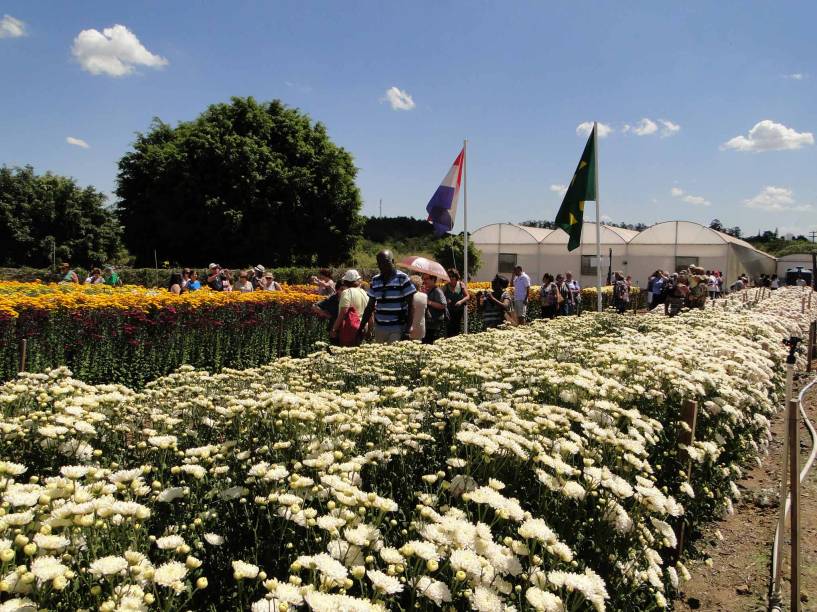 Campos de Flores Campos de Flores