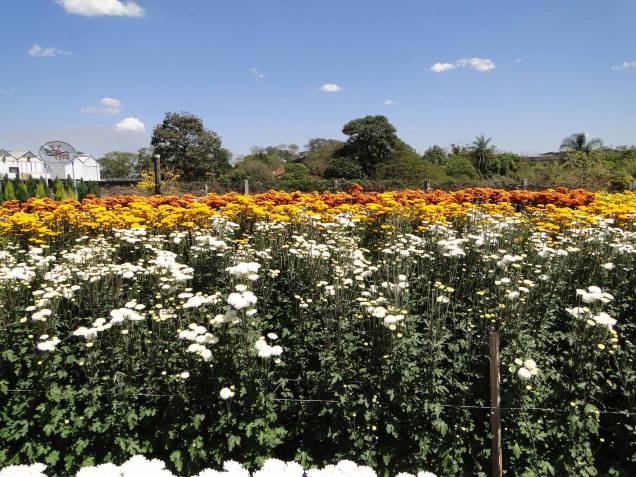Campos de Flores Campos de Flores