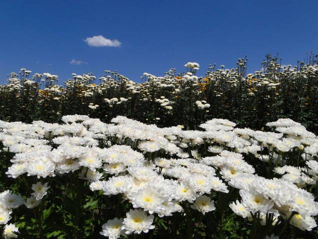 Campos de Flores Campos de Flores