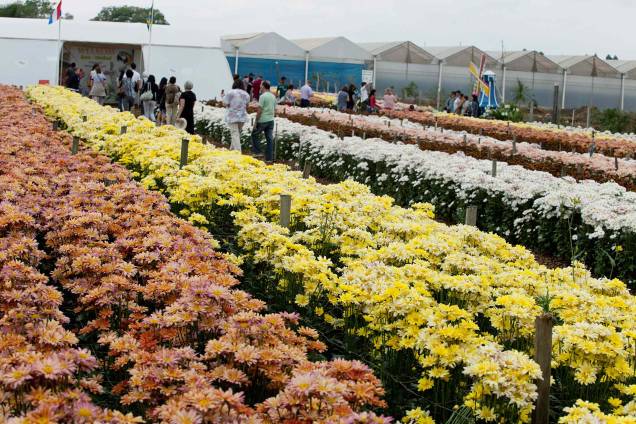 Campos de Flores Campos de Flores