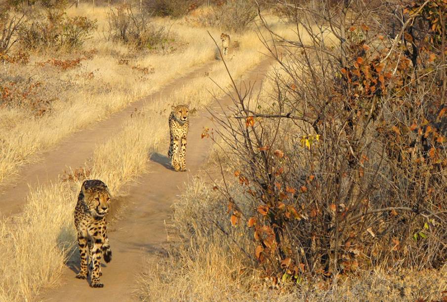 <a href="https://www.vectraviagens.com.br/" rel="VECTRA" target="_blank"><strong>VECTRA</strong></a><strong>O QUE ELA FAZ POR VOCÊ</strong>Vai de bus-truck com fotógrafo profissa.<strong>PACOTE</strong>Num misto de ônibus e caminhão, a viagem de 14 noites parte de Windhoek para Sossusvlei, Swakopmund, Spitzkoppe, Kamanjab (foto), Etosha, Grootfontein e Okonjima. Com refeições preparadas pelo cozinheiro da expedição, pernoites em barracas ou hotéis simples e guia fotográfico, custa US$ 4 004. <a href="https://www.vectraviagens.com.br/" rel="VECTRA" target="_blank"><strong>VECTRA</strong></a><strong>O QUE ELA FAZ POR VOCÊ</strong>Vai de bus-truck com fotógrafo profissa.<strong>PACOTE</strong>Num misto de ônibus e caminhão, a viagem de 14 noites parte de Windhoek para Sossusvlei, Swakopmund, Spitzkoppe, Kamanjab (foto), Etosha, Grootfontein e Okonjima. Com refeições preparadas pelo cozinheiro da expedição, pernoites em barracas ou hotéis simples e guia fotográfico, custa US$ 4 004.