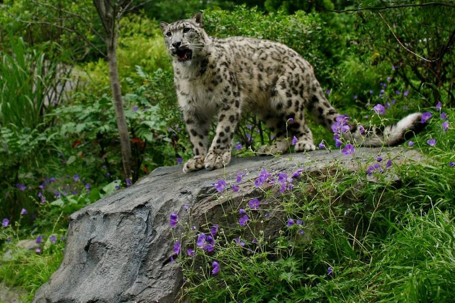 O leopardo-das-neves é uma das principais atrações do pequenos, mas interessante Zoológico do Central Park. Ele divide as atenções espécies bacanas como o panda-vermelho, o urso polar e diferentes espécies de pinguins O leopardo-das-neves é uma das principais atrações do pequenos, mas interessante Zoológico do Central Park. Ele divide as atenções espécies bacanas como o panda-vermelho, o urso polar e diferentes espécies de pinguins