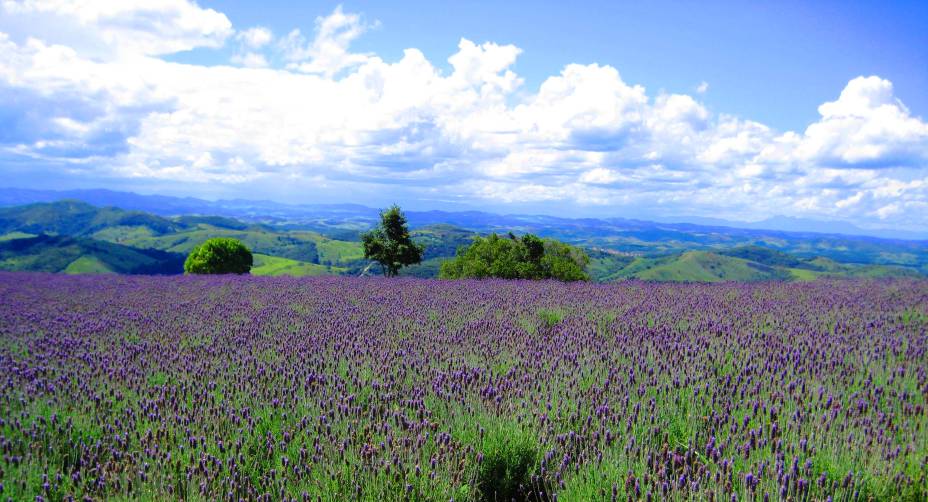 <strong>8. Campos de lavanda em <a href="https://viajeaqui.abril.com.br/cidades/br-sp-cunha" target="_blank" rel="noopener">Cunha</a>, <a href="https://viajeaqui.abril.com.br/estados/br-sao-paulo" target="_blank" rel="noopener">São Paulo</a></strong> Considerada como um dos melhores destinos do inverno paulista no quesito custo-benefício, a cidade de Cunha atrai os turistas com sua boa gastronomia, pousadas de charme e montanhas. Outra atração é o <a href="https://viajeaqui.abril.com.br/vt/blogs/demoniodagaroa/o-lavandario-em-cunha-e-a-provence-entre-as-serras-da-bocaina-e-do-mar/" target="_blank" rel="noopener">lavandário</a>, com espécies orgânicas bem cultivadas e uma paisagem que em tudo lembra os cenários da região francesa de <a href="https://viajeaqui.abril.com.br/cidades/franca-aixenprovence" target="_blank" rel="noopener">Provence</a>. Outro atrativo que traz cores à cidade é a quantidade significativa de <a href="https://viajeaqui.abril.com.br/estabelecimentos/br-sp-cunha-atracao-ceramica" target="_blank" rel="noopener">ateliês de cerâmica</a>