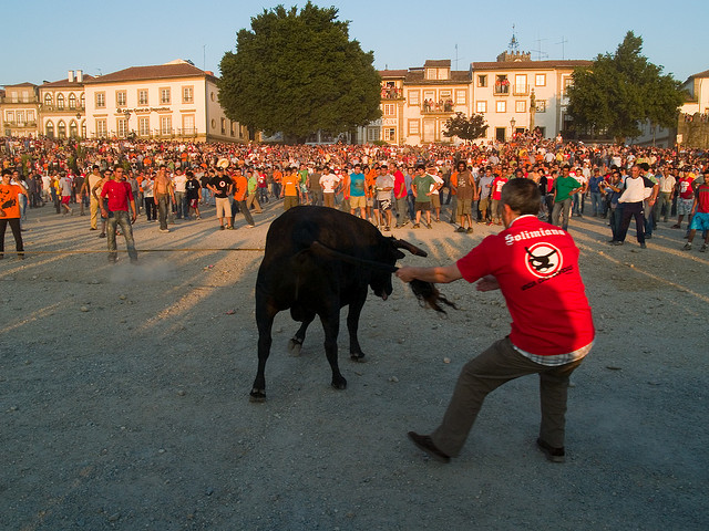 <strong>Ponte de Lima (Portugal)</strong>Na cidadezinha de <a href="https://viajeaqui.abril.com.br/cidades/portugal-ponte-de-lima" rel="Ponte de Lima" target="_blank">Ponte de Lima</a>, na região do Moinho, em Portugal, não são só os belos tapetes floridos que fazem parte da celebração de Corpus Christi. Na véspera da procissão, em 6 de junho, uma multidão invade as alamedas de plátanos emolduradas pelas águas do Rio Lima para assistir a corrida "Vaca das Cordas". Às 18 horas, em frente à Casa de Nossa Senhora de Aurora, um touro é levado até a Igreja da Matriz amarrado por cordas. Lá, o animal é preso na janela da torre de sinos para ser banhado a partir do lombo com vinho tinto. Depois, ele é conduzido a dar três voltas ao redor da igreja. No fim do ritual começa uma tourada ao ar livre, onde populares desafiam o touro. Reza a lenda que a corrida teve início em 1646, quando o local onde está a Igreja da Matriz abrigava um templo pagão dedicado a uma deusa simbolizada por uma vaca.