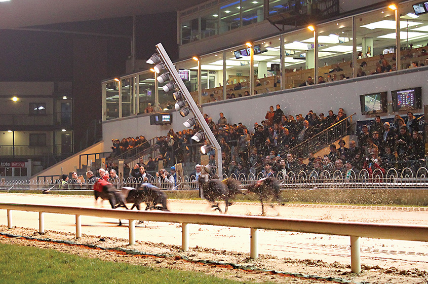 Corrida cachorro Shelbourne Park, Dublin Corrida cachorro Shelbourne Park, Dublin