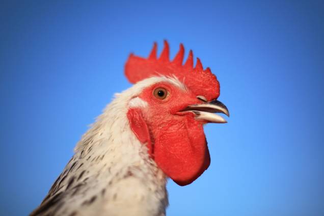 Muitas partes do frango, como pés e pescoço, são renegadas, mas aproveitadas em ensopados, galinhadas e outros pratos, mas a <strong>crista de galo</strong> não é uma peça qualquer. Na culinária francesa, ela foi considerada item para decoração de pratos, como vol au vents, profiteroles e combinada com ingredientes de luxo, como trufas e pães doces. As cristas de galo também são usadas na gastronomia italiana, fazendo parte de diferentes molhos, e ainda podem ser combinadas com rins de frango. Muitas partes do frango, como pés e pescoço, são renegadas, mas aproveitadas em ensopados, galinhadas e outros pratos, mas a <strong>crista de galo</strong> não é uma peça qualquer. Na culinária francesa, ela foi considerada item para decoração de pratos, como vol au vents, profiteroles e combinada com ingredientes de luxo, como trufas e pães doces. As cristas de galo também são usadas na gastronomia italiana, fazendo parte de diferentes molhos, e ainda podem ser combinadas com rins de frango.