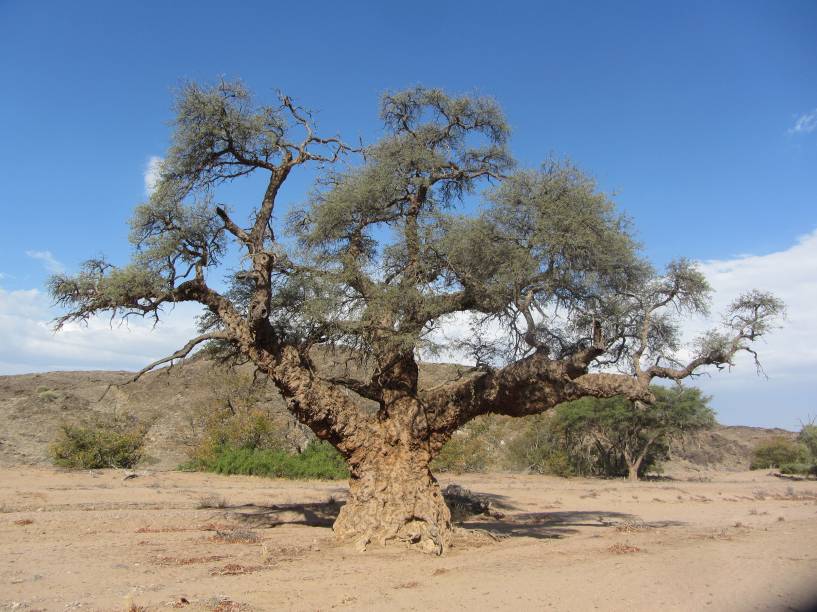 <a href="https://www.tgk.tur.br/" rel="TGK" target="_blank"><strong>TGK </strong></a><strong>O QUE ELA FAZ POR VOCÊ</strong>Monta um tour abrangente pelo país.<strong>PACOTE</strong>São oito noites por Windhoek, Etosha, Twyfelfontein, Swakopmund, Sossusvlei e Johannesburgo, com safári para ver elefantes em Damaraland (foto), visita às pinturas rupestres de Twyfelfontein e tour de barco entre as focas e golfinhos de Walvis Bay. Em hotéis mid e upscale com meia-pensão em Etosha e Twyfelfontein e três refeições em Sossusvlei, sai a US$ 2 045 (sem aéreo). <a href="https://www.tgk.tur.br/" rel="TGK" target="_blank"><strong>TGK </strong></a><strong>O QUE ELA FAZ POR VOCÊ</strong>Monta um tour abrangente pelo país.<strong>PACOTE</strong>São oito noites por Windhoek, Etosha, Twyfelfontein, Swakopmund, Sossusvlei e Johannesburgo, com safári para ver elefantes em Damaraland (foto), visita às pinturas rupestres de Twyfelfontein e tour de barco entre as focas e golfinhos de Walvis Bay. Em hotéis mid e upscale com meia-pensão em Etosha e Twyfelfontein e três refeições em Sossusvlei, sai a US$ 2 045 (sem aéreo).