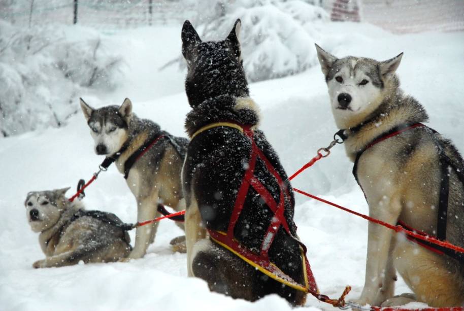 <strong>Chapelco, Argentina (cont.)</strong>    Um dos diferenciais de Chapelco são os passeios em trenós puxados por cães de tiro, no Bosque de los Huskies