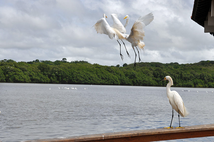 As garças são uma das atrações no <a href="https://viajeaqui.abril.com.br/estabelecimentos/br-es-anchieta-atracao-de-barco-pelo-rio-benevente" rel="passeio de barco pelo Rio Benevente" target="_blank">passeio de barco pelo Rio Benevente</a>, em Anchieta (ES)