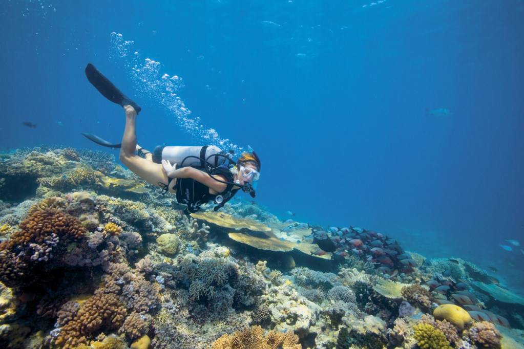 O mergulho em Lizard Island, ao norte de Cairns, é uma das atividades para quem se hospeda em hotéis dos Luxury Lodges of Australia O mergulho em Lizard Island, ao norte de Cairns, é uma das atividades para quem se hospeda em hotéis dos Luxury Lodges of Australia